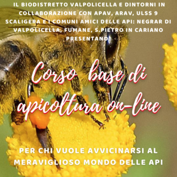 Corso base di apicoltura online